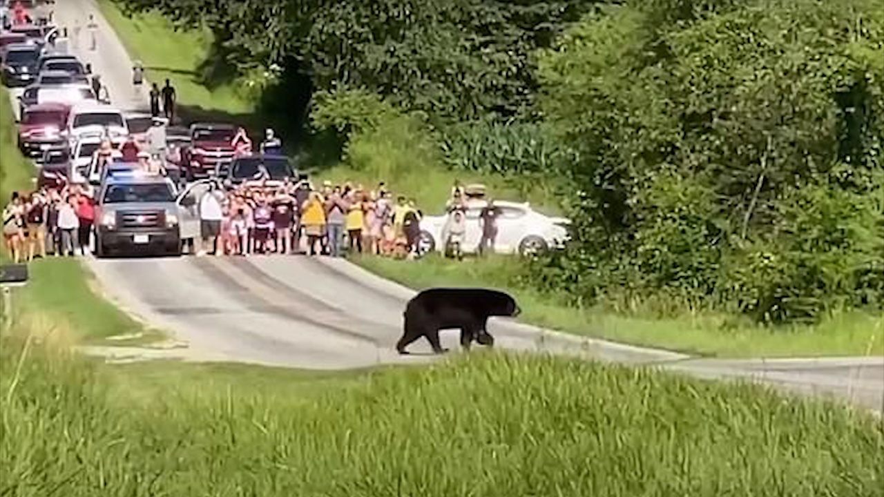 Chu gau bang qua 4 tieu bang cua My de di tim ban doi hinh anh