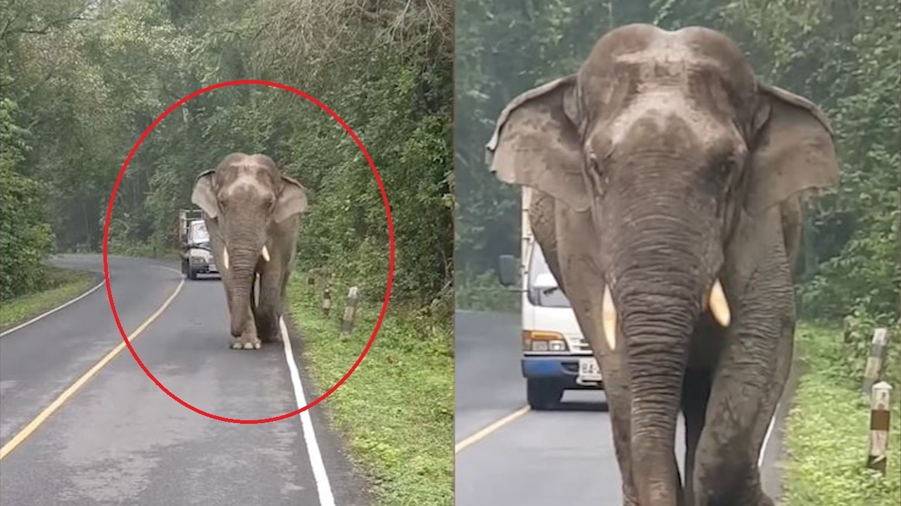 Voi di dao chan duong xe tai o Thai Lan hinh anh