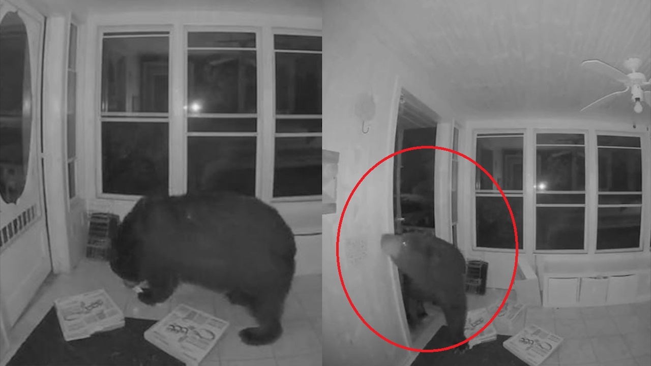 Gau biet mo cua dot nhap vao nha dan de an pizza hinh anh