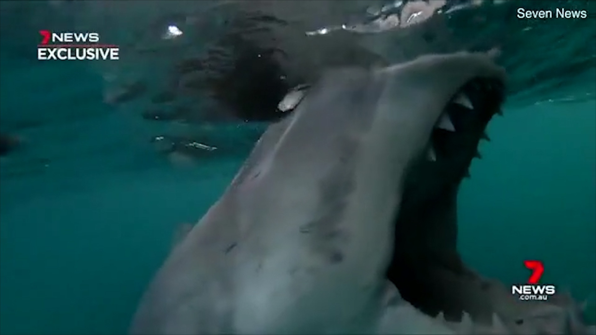 Ca map trang bat ngo can dong co thuyen o Australia hinh anh