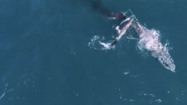 Ca map trang can ca voi lung gu dai 9 m roi nhan chim xuong bien hinh anh