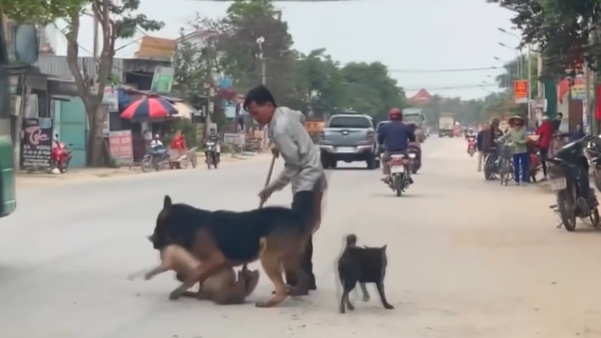 Cho tha rong, khong ro mom, uy hiep tinh mang nguoi dan hinh anh