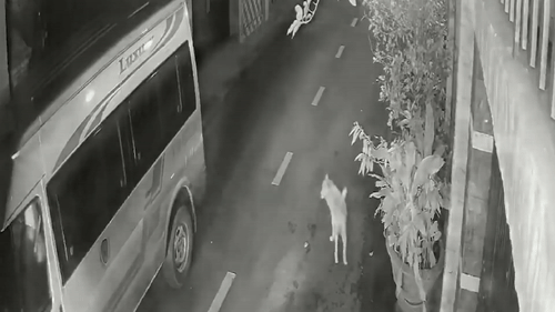 Trom dung sung dien bat cho nhanh nhu chop hinh anh