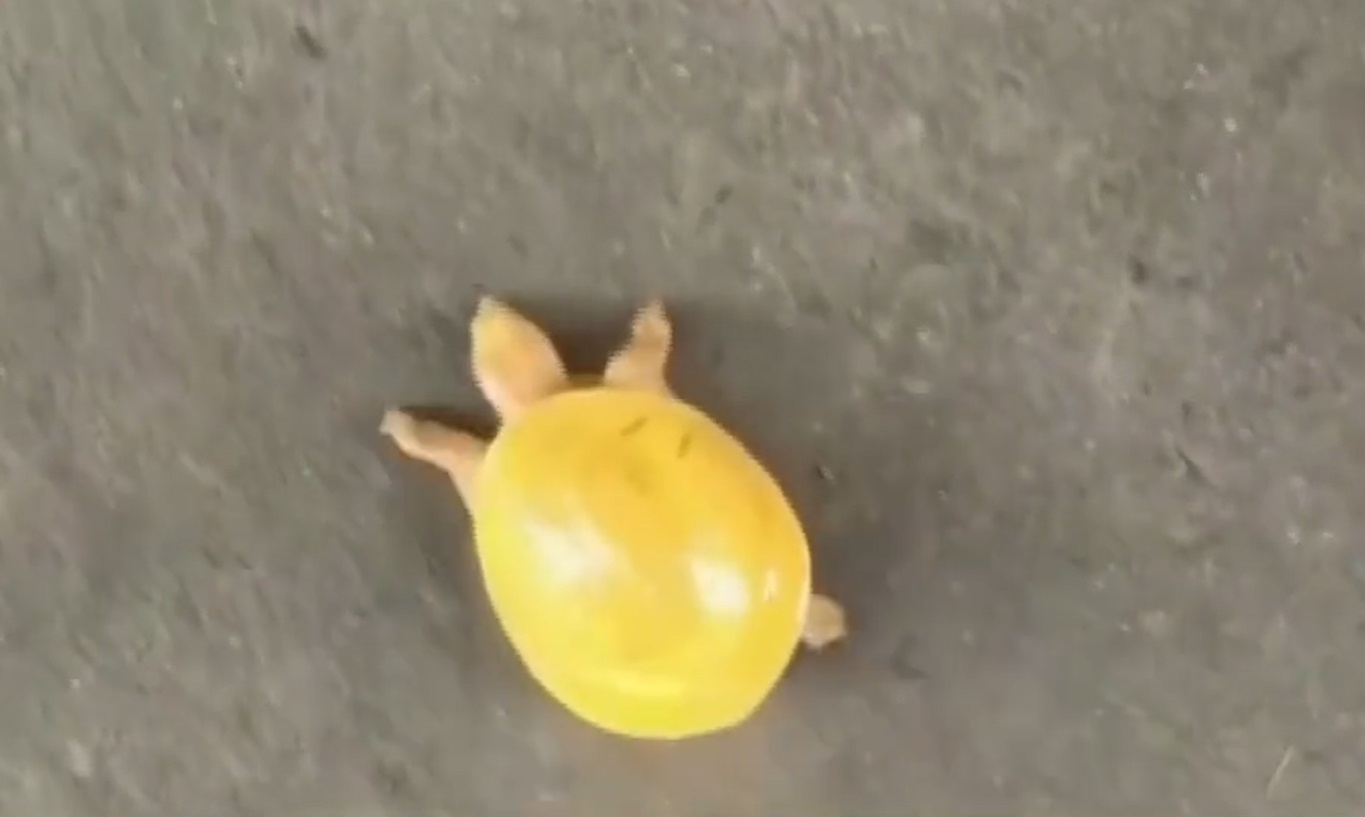 Xuat hien rua vang quy hiem o An Do hinh anh