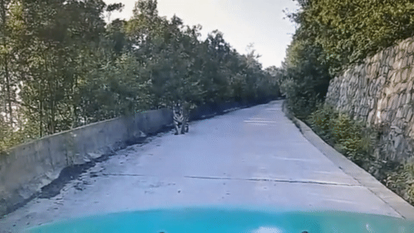 Ho nam giua duong khien tai xe taxi khong dam di chuyen hinh anh