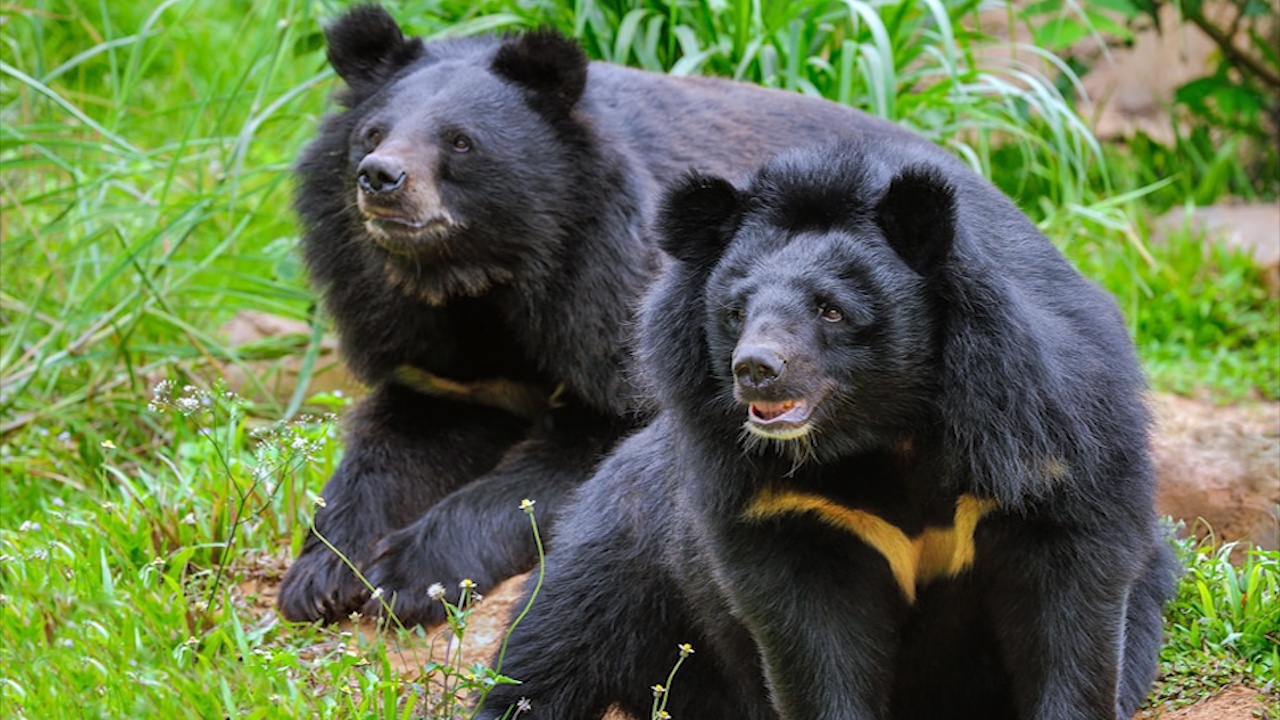 Loi cau cuu xoa bo nganh giet gau ngua de lay mat tai Han Quoc hinh anh