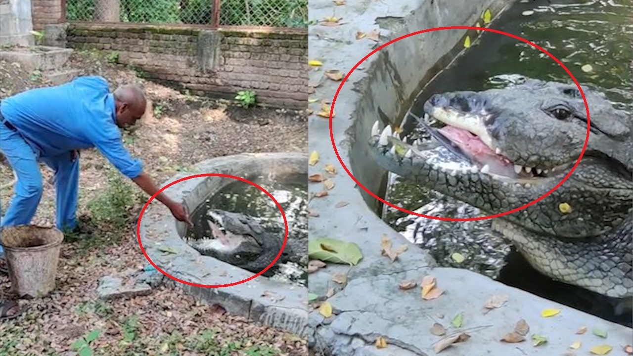 Ca sau mat ham o An Do duoc nhan vien so thu cho an tan mieng hinh anh