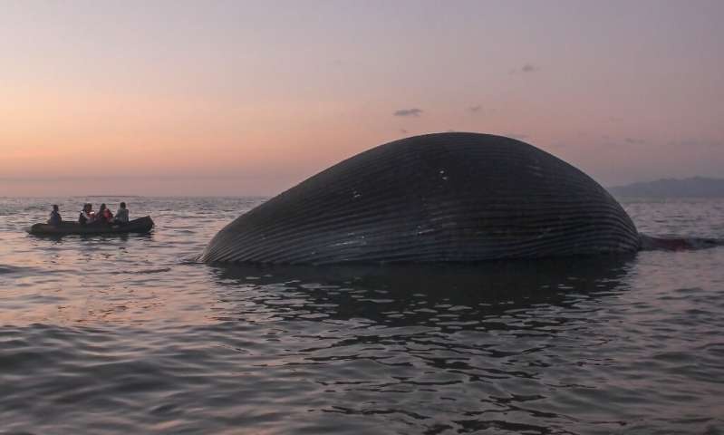 Xac ca voi khong lo dat vao bai bien o Indonesia hinh anh