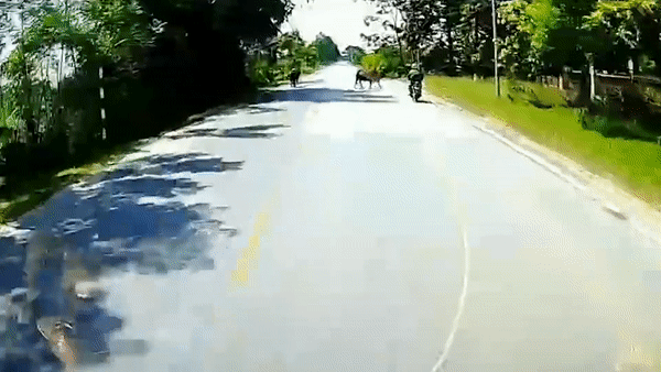 Xe may nga xuong duong khi va vao con bo hinh anh