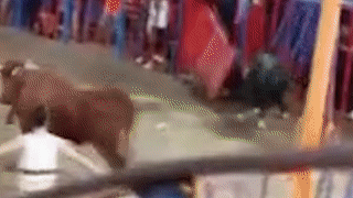 Bo tot noi dien, dung sung nhon tan cong cau be 12 tuoi o Tay Ban Nha hinh anh