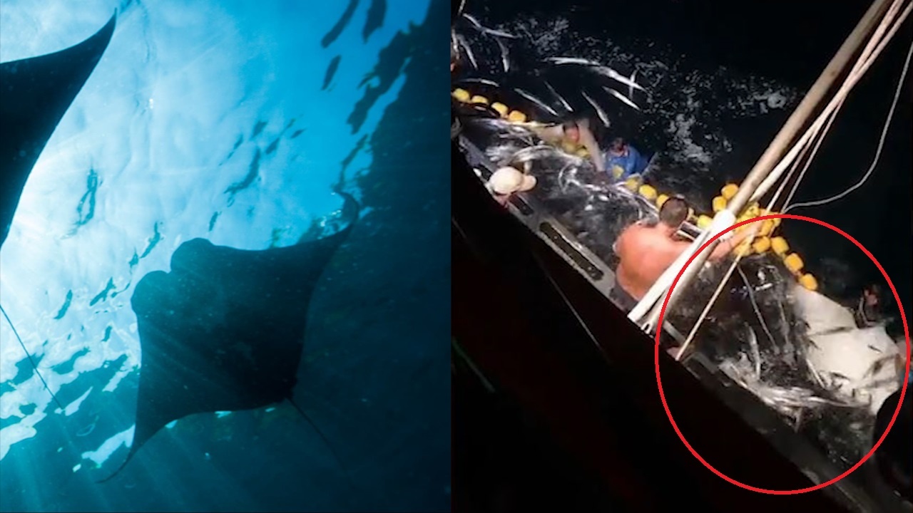 Ngu dan tha dan ca duoi mac ket trong luoi o Thai Lan hinh anh