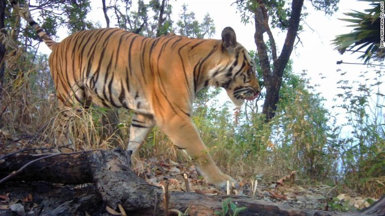 Camera giau kin lan dau chup duoc ho Dong Duong sap tuyet chung hinh anh