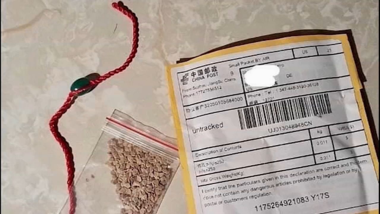 Hat giong dang ngo tu Trung Quoc do bo cac hom thu o My hinh anh