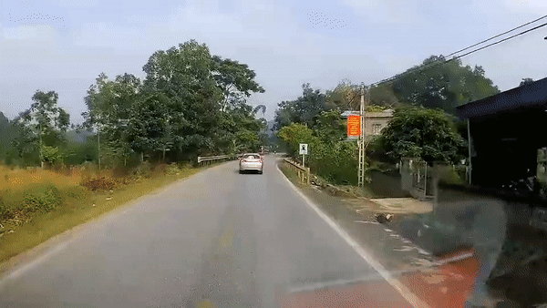 Oto phanh gap tranh con cho lao sang duong suyt bi xe sau dam phai hinh anh