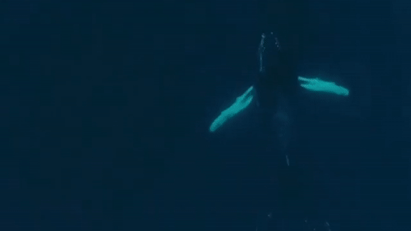 Ca voi lung gu nhay khoi mat nuoc ru ban tinh boi cung hinh anh