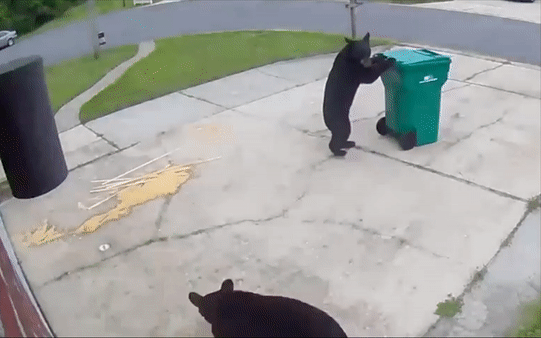 Gau den keo thung rac vao goc duong, luc loi de tim thuc an hinh anh