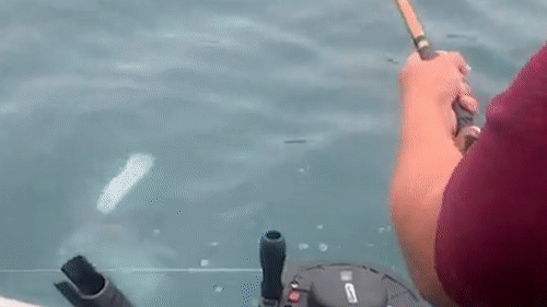 Ngu dan hot hoang khi cau duoc ca map tren bien hinh anh