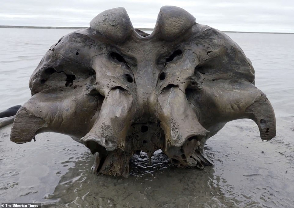 Bang vinh cuu tan de lo xuong voi ma mut con nguyen gan va da hinh anh