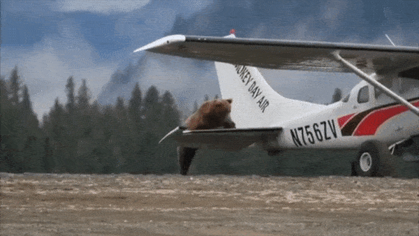 Gau den to mo treo len may bay o My hinh anh