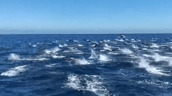 Hang tram con ca heo phi than len mat nuoc o California hinh anh