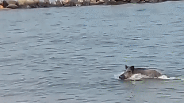 Lon rung ruot duoi du khach gay nao loan bai bien Duc hinh anh