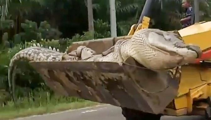 Ca sau khong lo nang nua tan bi dan lang truy sat hinh anh