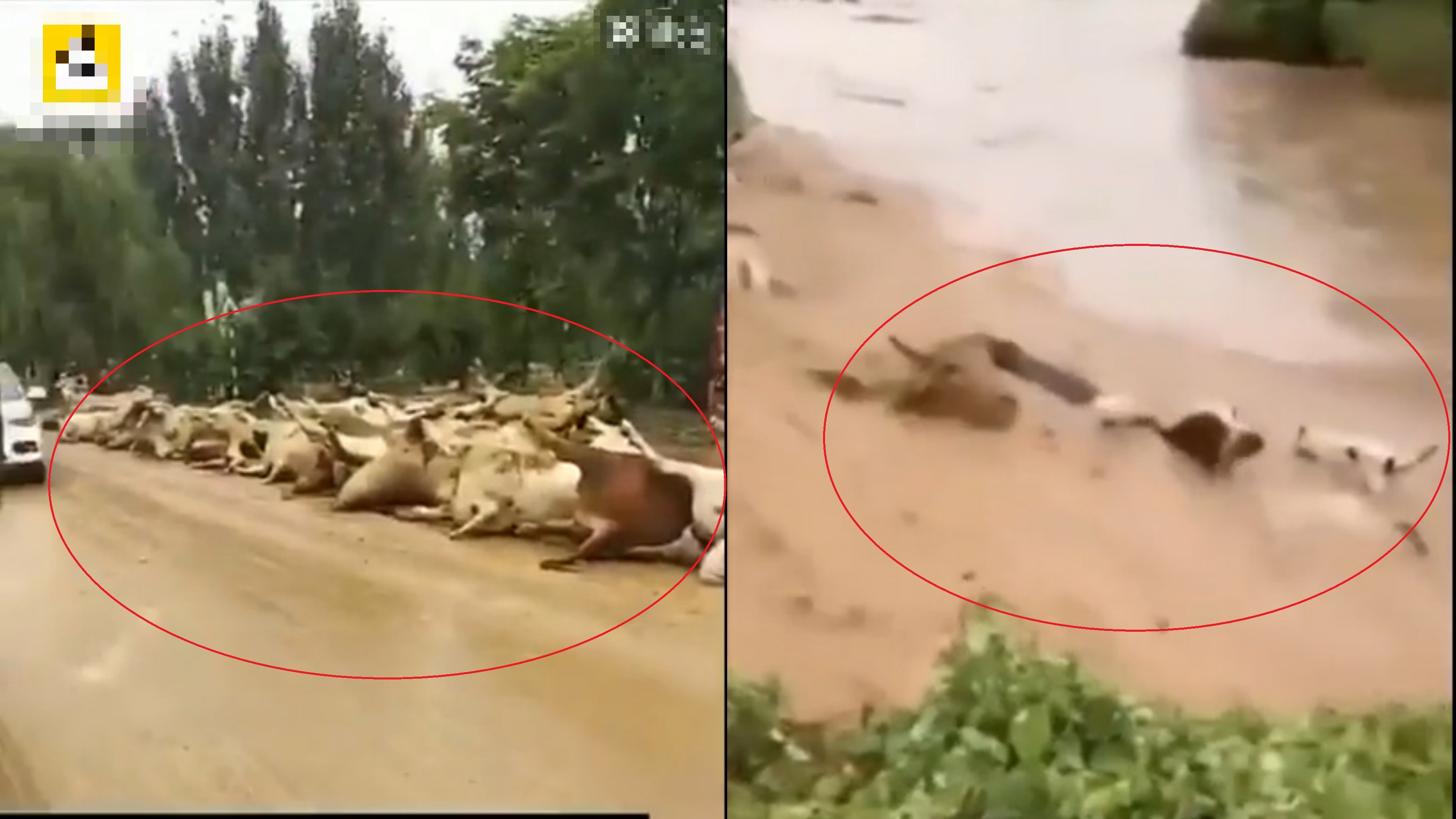 Canh nuoc lu cuon troi hon tram con bo o Trung Quoc hinh anh