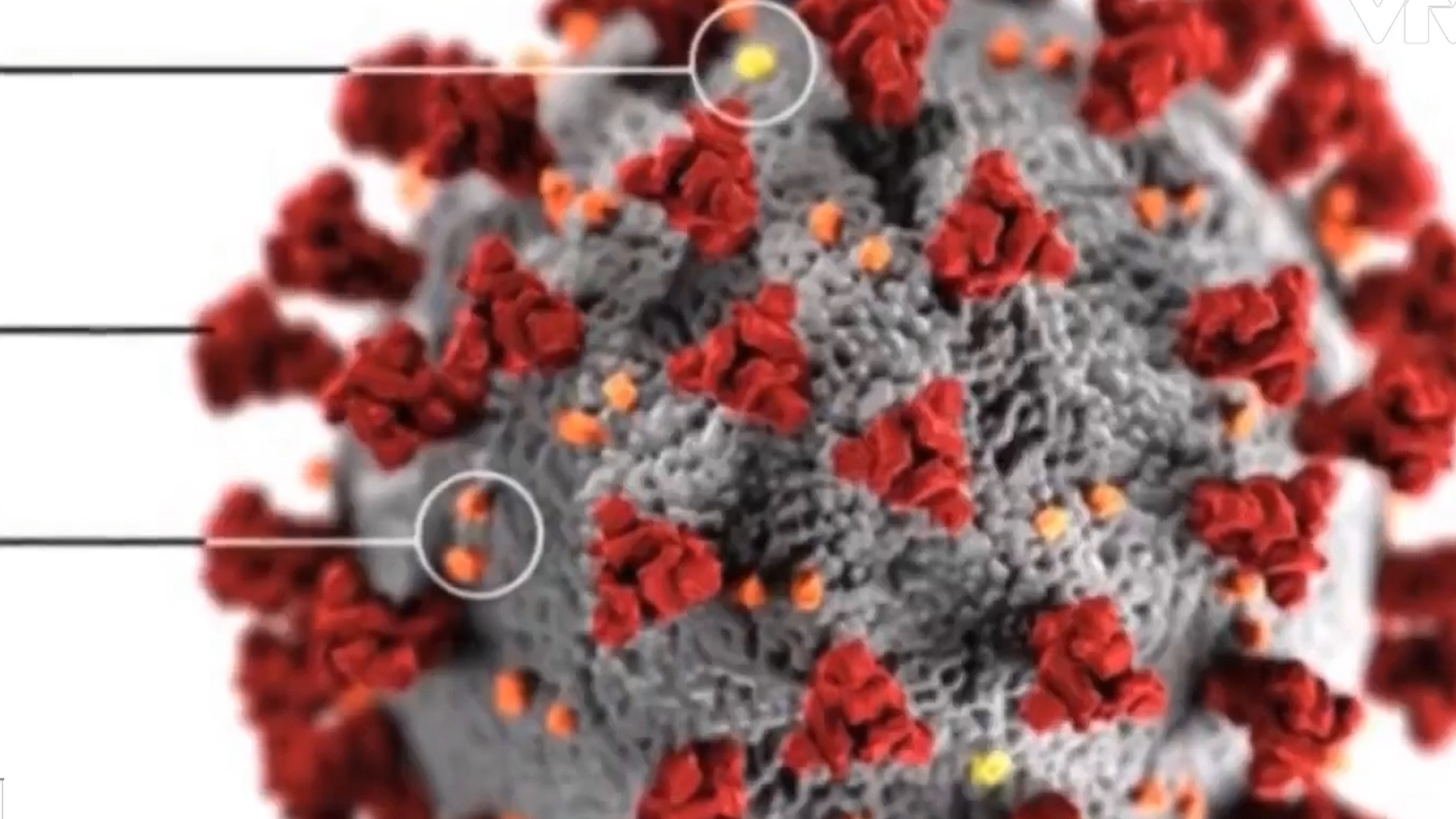 Ly giai so luong lon bien the virus SARS-CoV-2 hinh anh