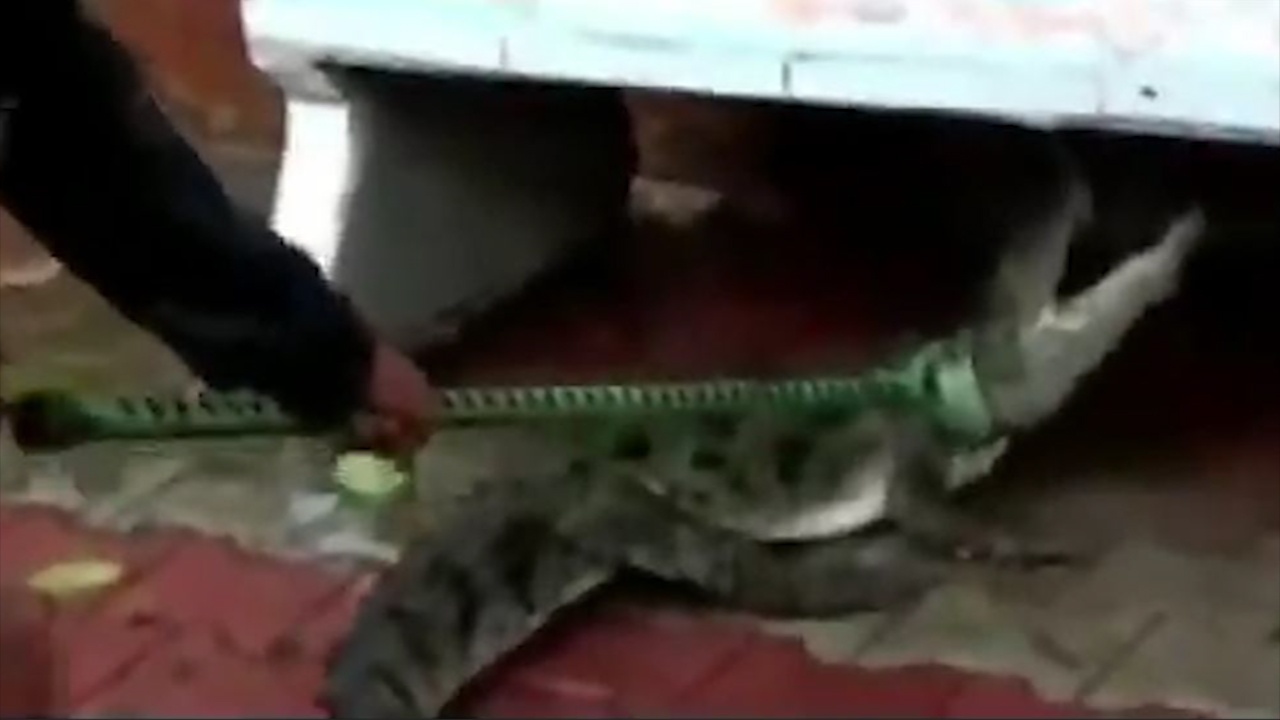 Phat hien ca sau tron duoi gam ghe da hinh anh