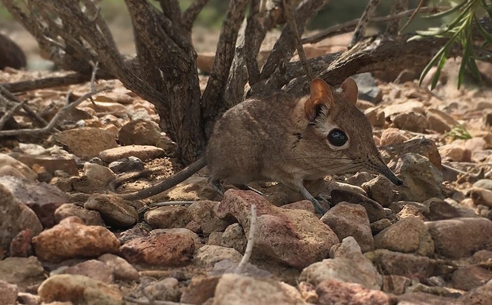 Chuot chu voi tai xuat sau 50 nam bien mat hinh anh