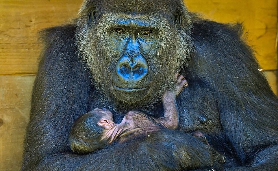 Khi dot om chat con moi sinh hinh anh