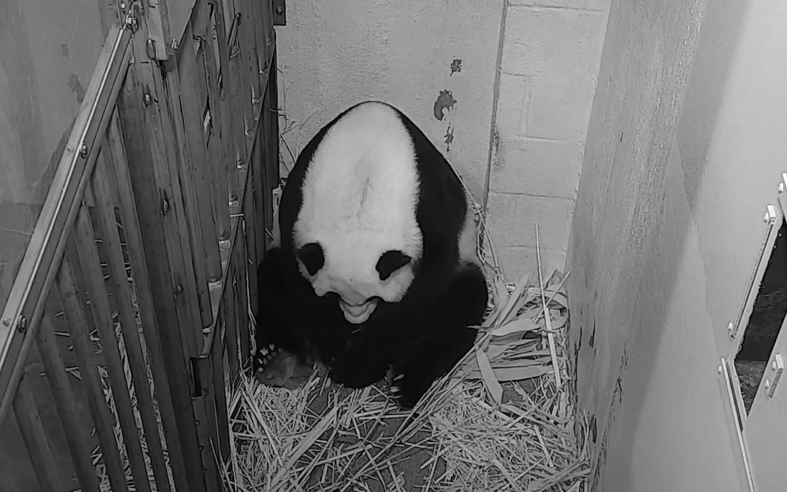 Gau truc khong lo sinh con thanh cong nho thu tinh nhan tao o My hinh anh