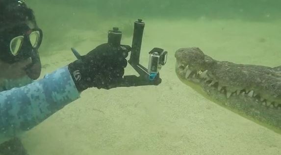 Nguoi dan ong quay phim ngay canh ca sau o Mexico hinh anh