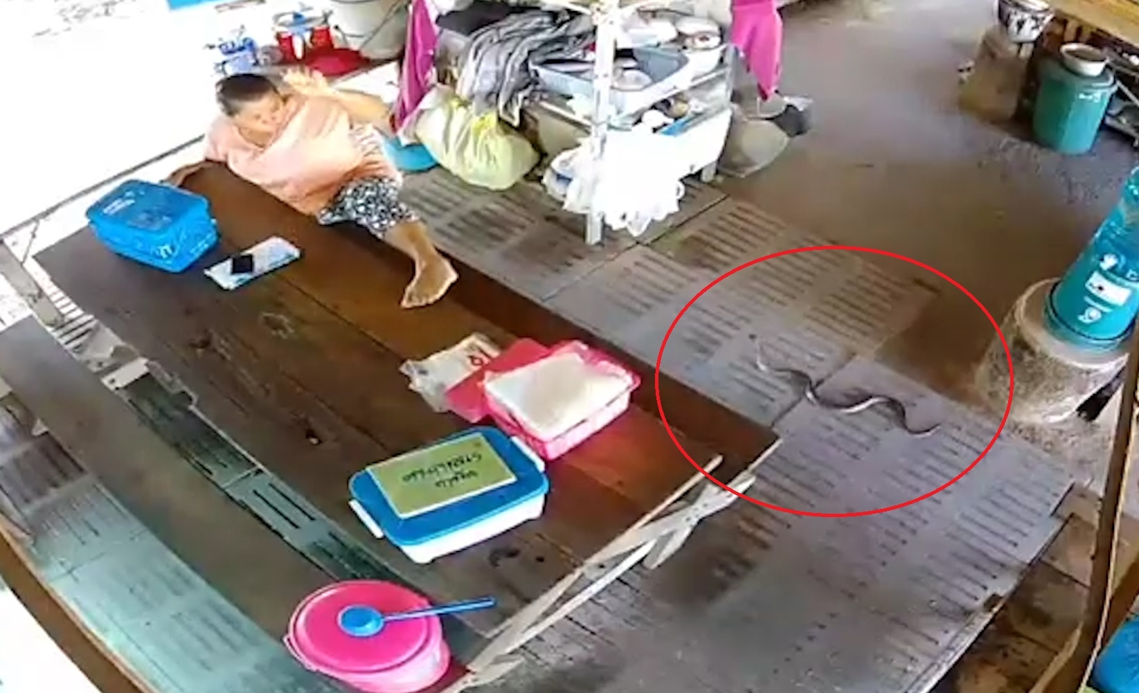 Ran ho mang san chuot, bo vao nha o Thai Lan hinh anh