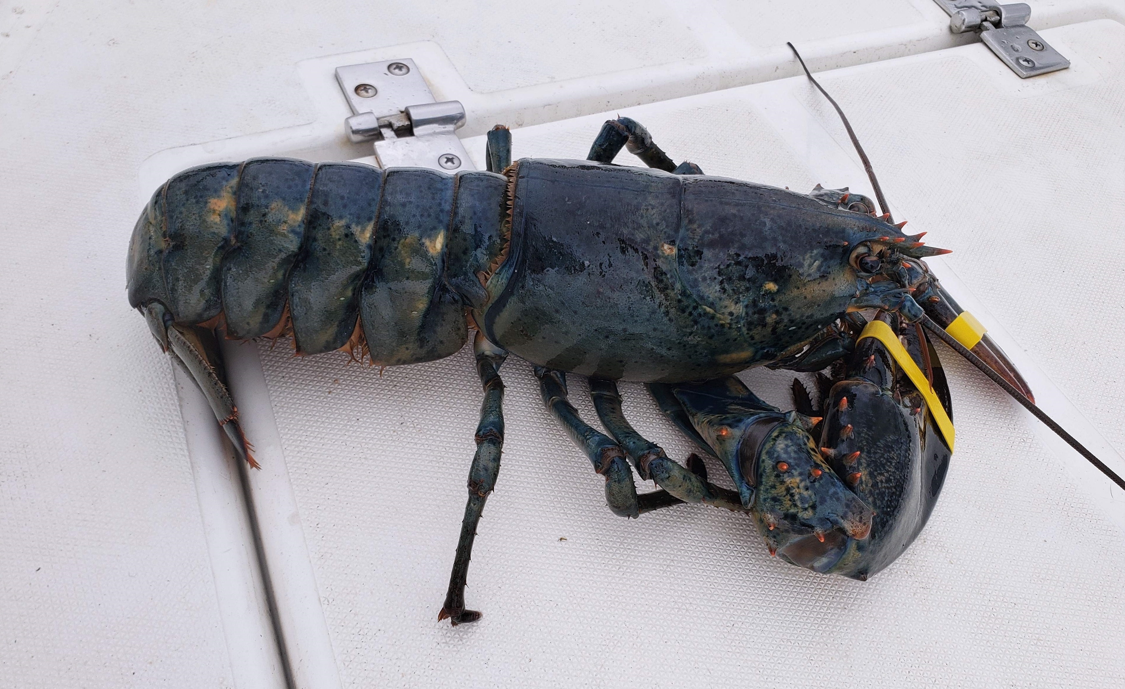 Be 13 tuoi bat duoc tom hum xanh quy hiem hinh anh