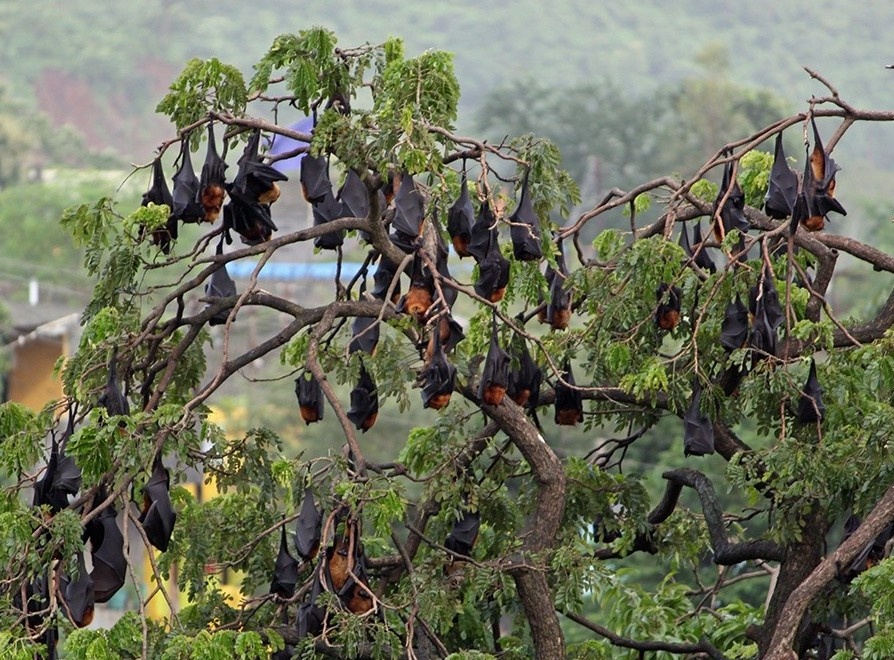 Ngoi lang An Do tho 'than doi' giua dich Covid-19 hinh anh