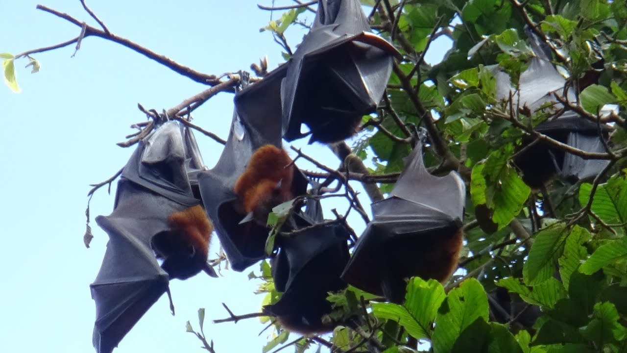 Loai doi qua bay hang nghin km moi nam hinh anh