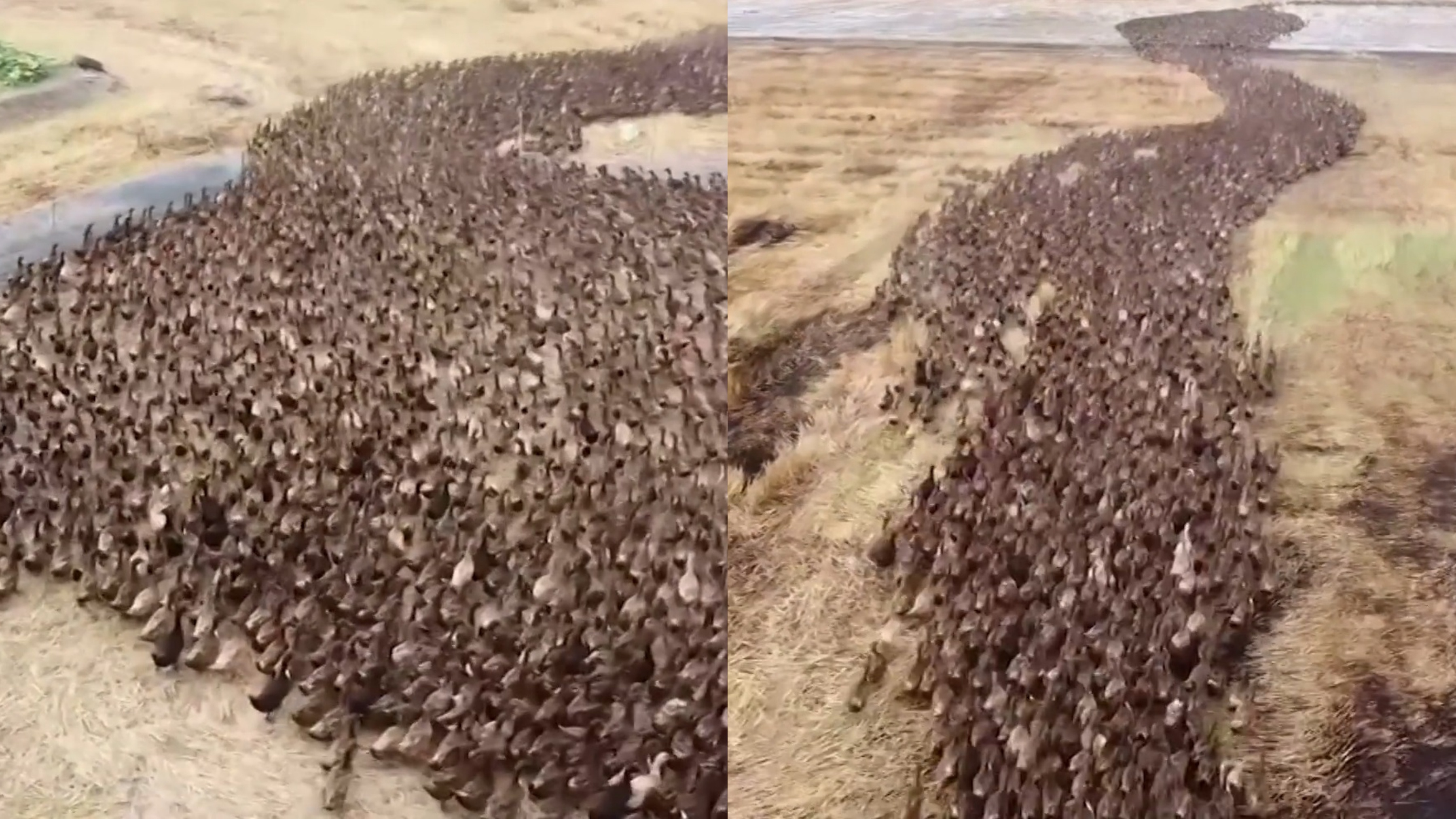 10.000 con vit don dep dong ruong o Thai Lan hinh anh