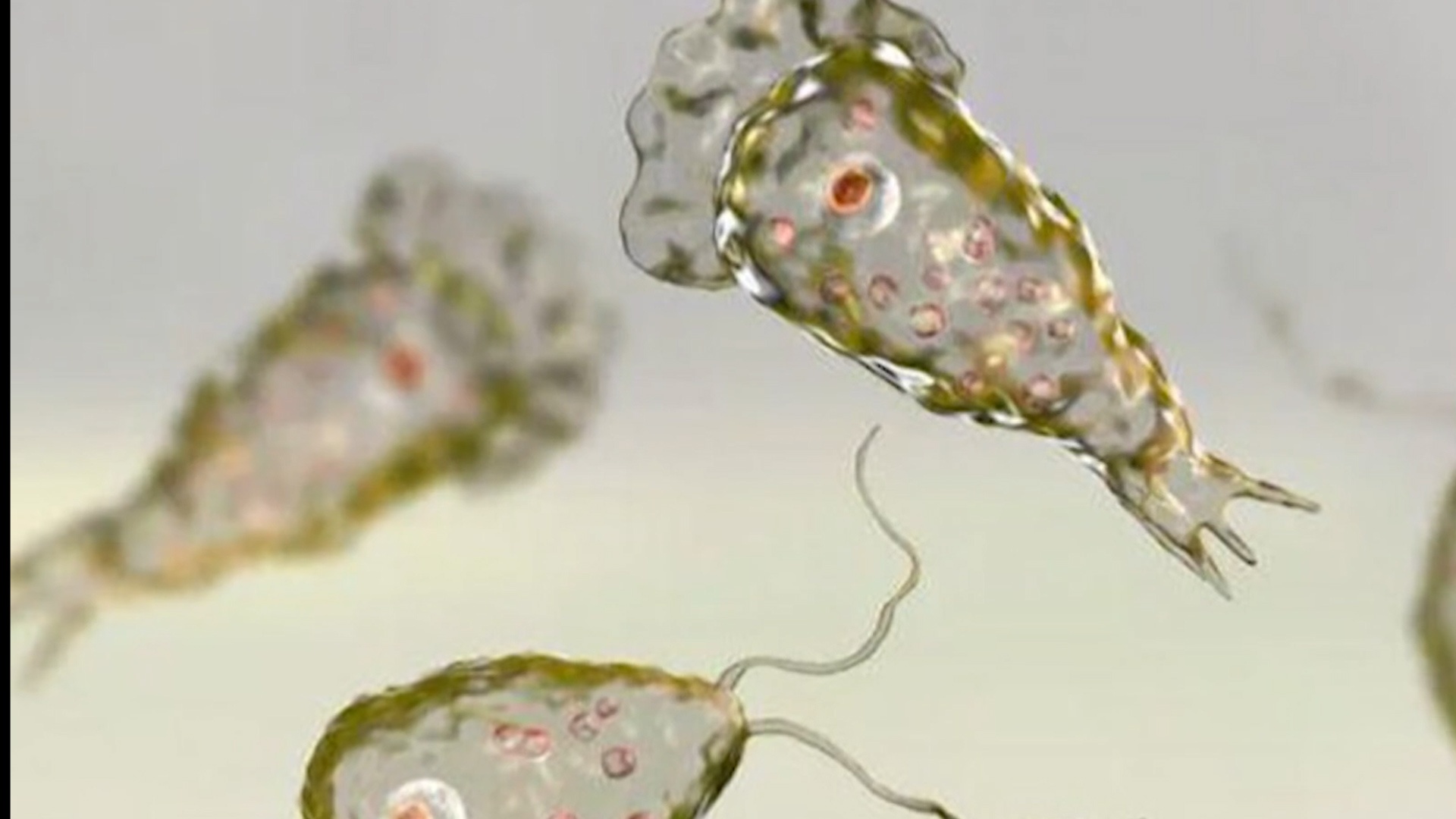 Phat hien ky sinh trung an nao o My hinh anh