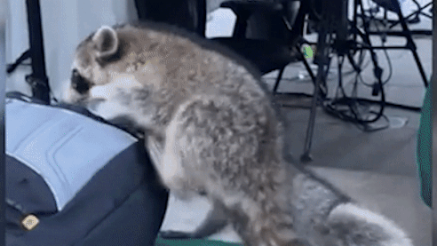 Gau meo hoanh hanh tai Nha Trang hinh anh