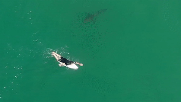 Ca map trang von quanh nguoi dan ong luot van hinh anh