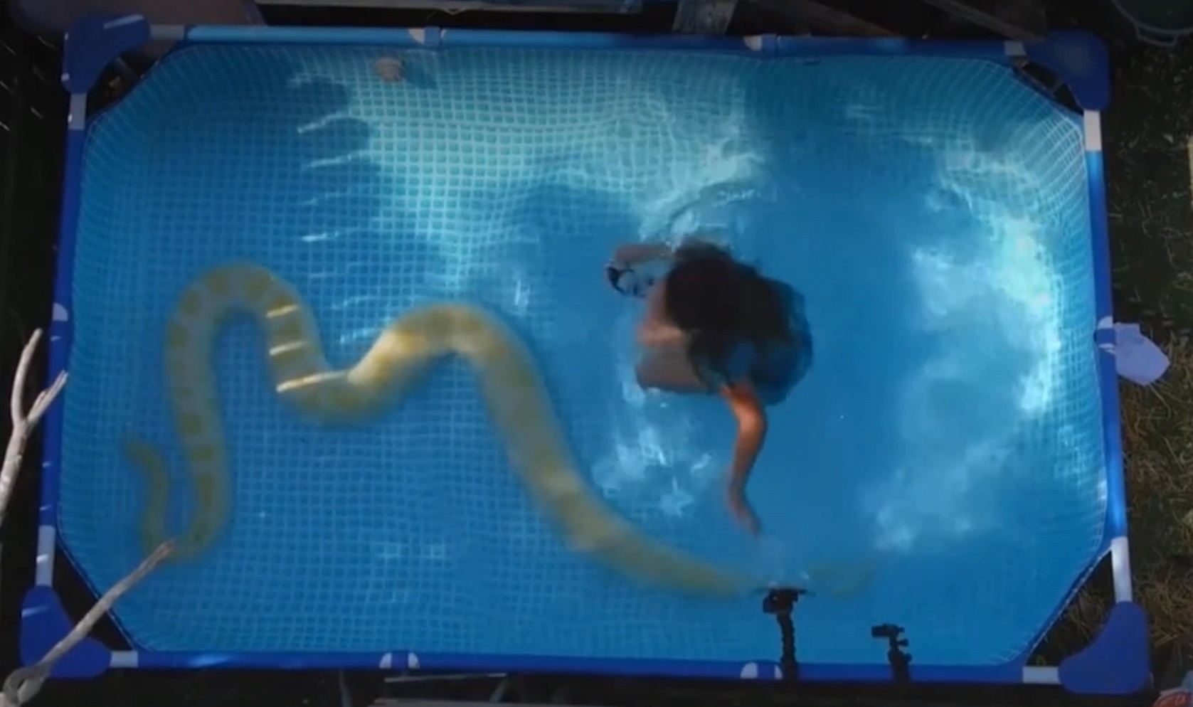 Co be boi cung con tran dai 3,3 m hinh anh