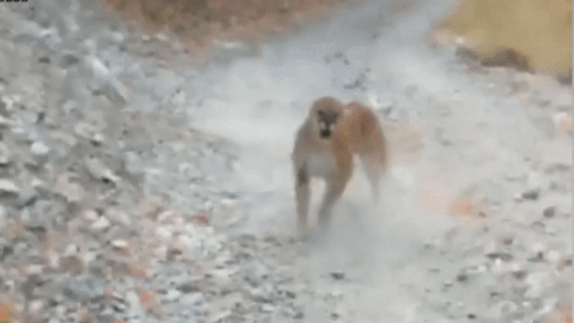 Bao su tu ruot duoi nguoi dan ong o hem nui hinh anh