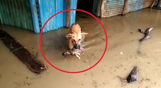 Cho me tha con khoi ngoi nha bi ngap lut hinh anh