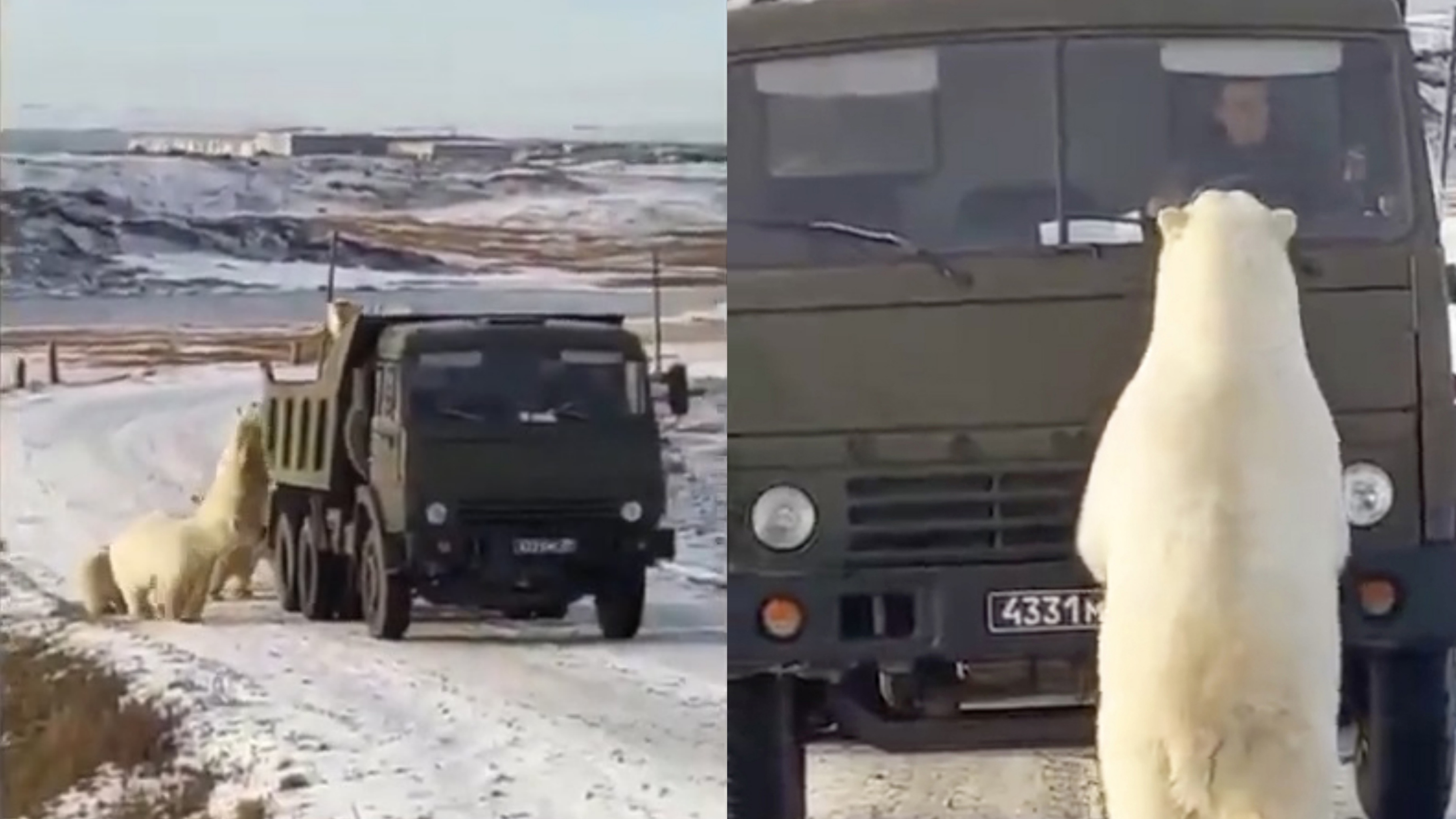 Dan gau Bac Cuc treo len xe tai de tim thuc an hinh anh