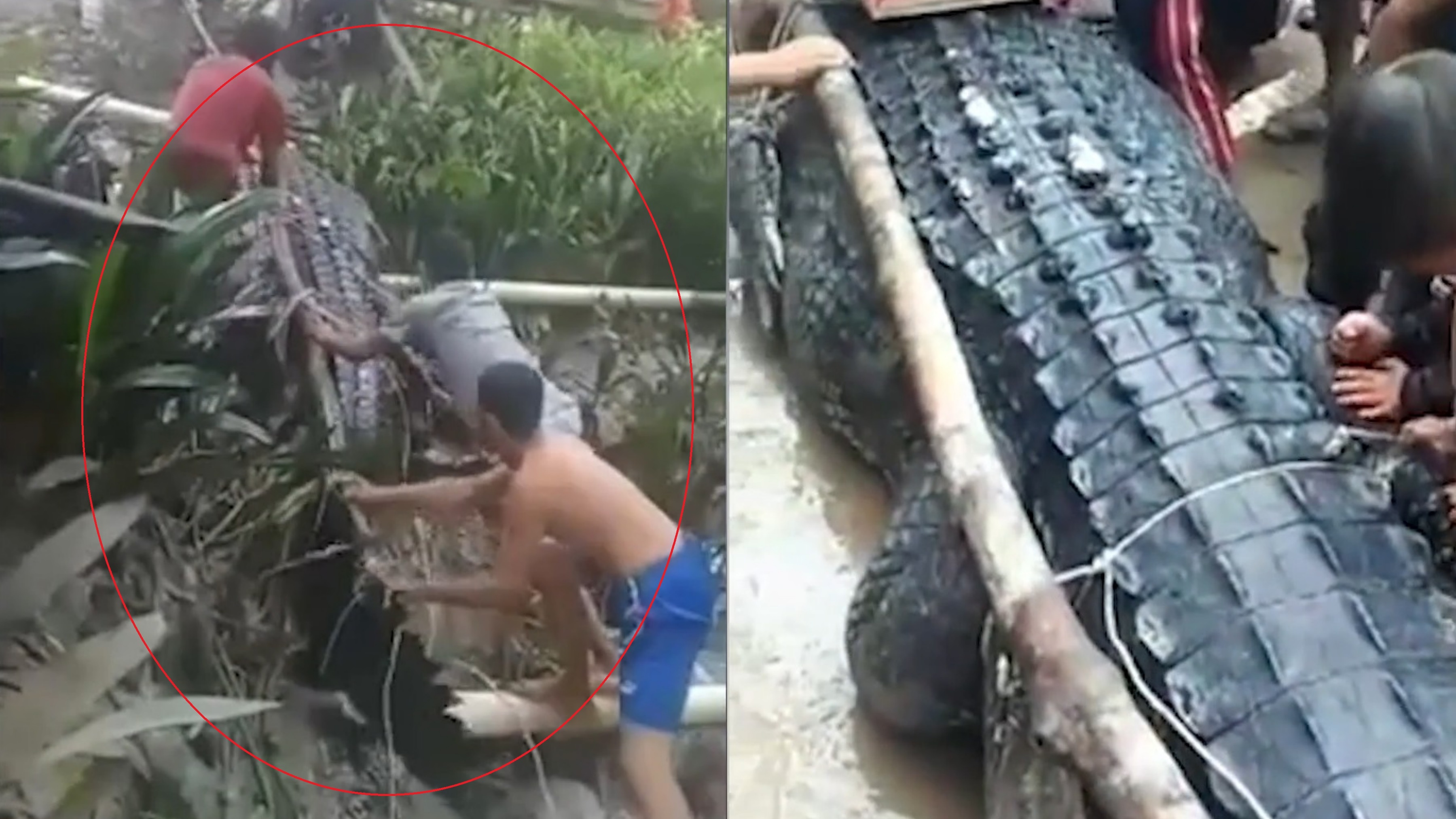 Bat ca sau nang 680 kg tung an thit nguoi o Indonesia hinh anh