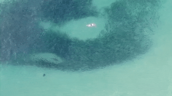 Hang chuc nguoi boi giua dan ca hoi va ca map o Australia hinh anh