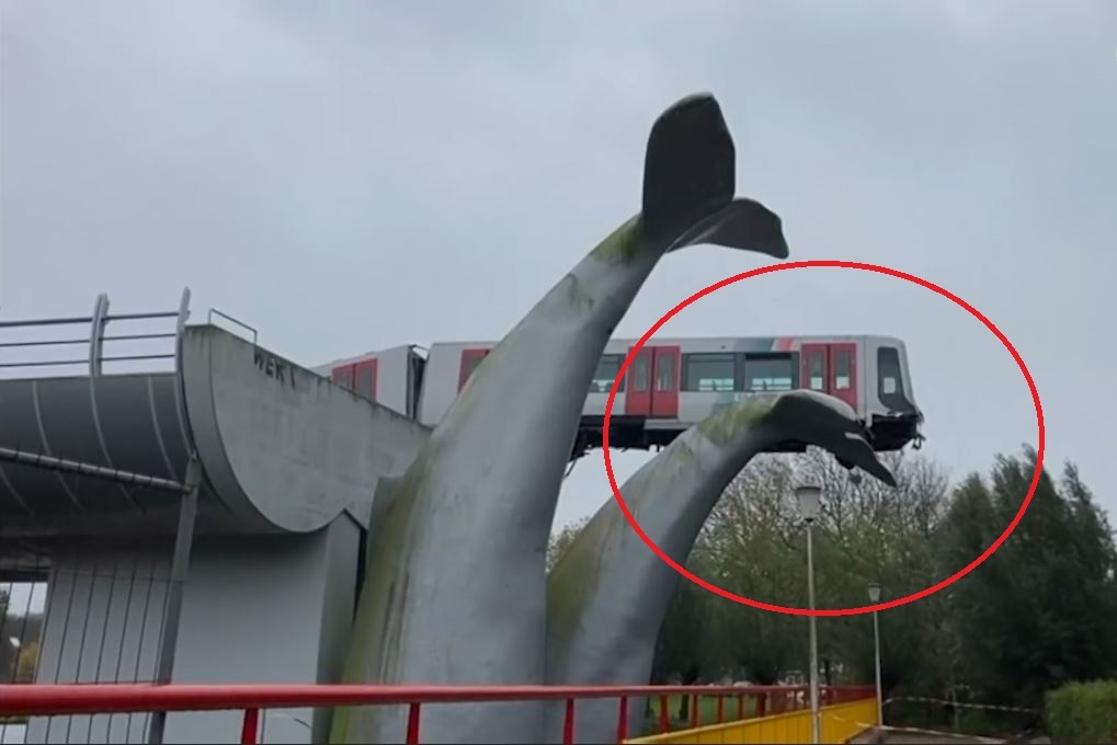 Tuong duoi ca voi cuu tau metro thoat nan hinh anh