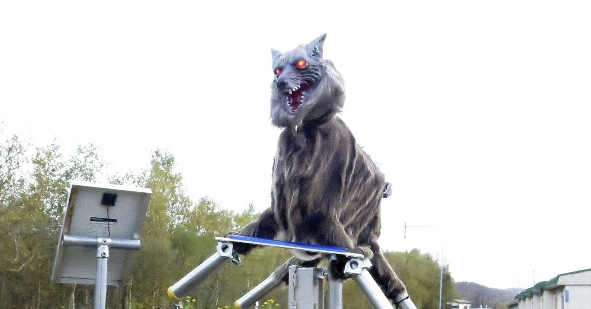 Ngoi lang o Nhat Ban lap robot soi de bao ve dan hinh anh