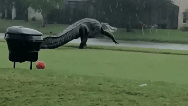 Phat hien ca sau khong lo tren san golf o My hinh anh